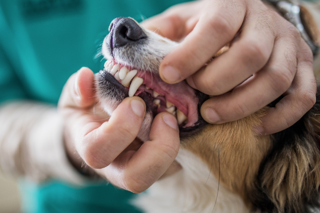 Dental Care for Pets | Sanderlin Veterinary Hospital | Harlem GA